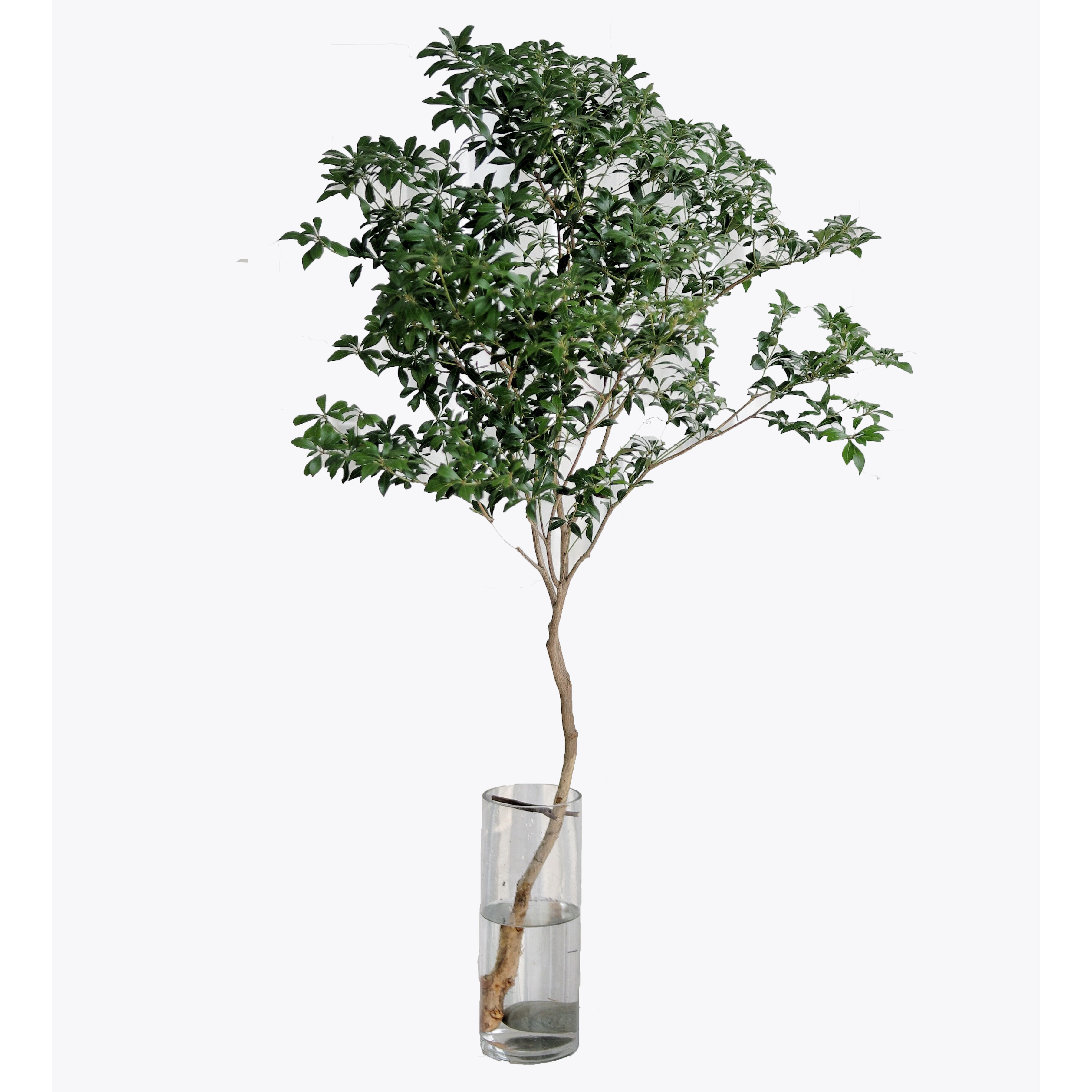 森系植物日本进口马醉木吊钟鲜切枝条鲜花速递(同城)