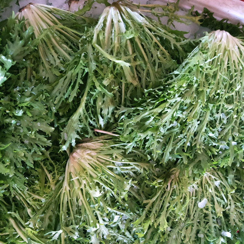 种子碎叶苦苣盆栽沙拉牛奶菜苦耐热田园蔬菜家庭园艺种子