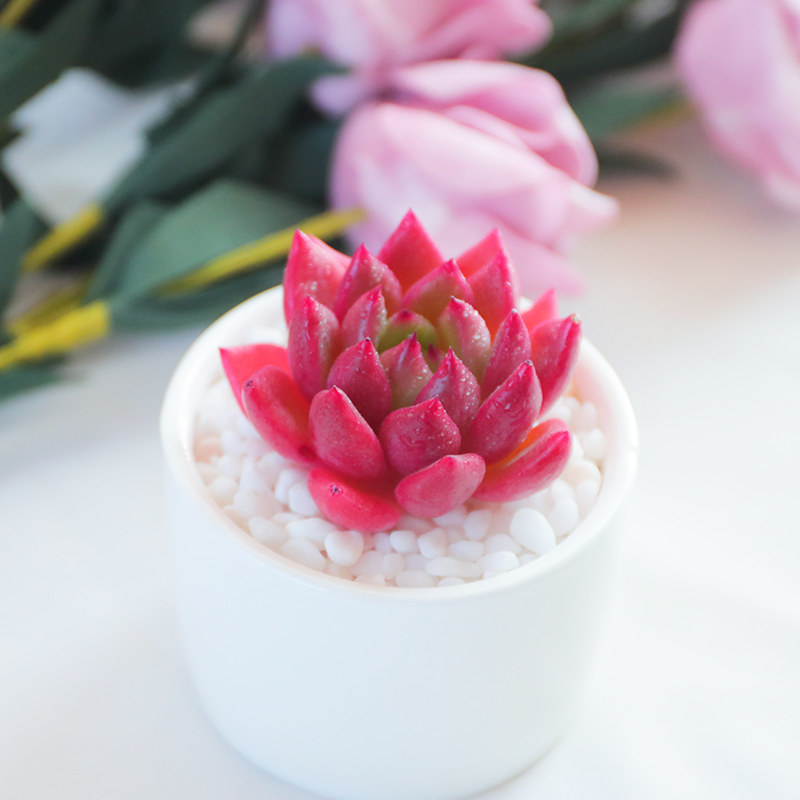 多肉凯灿云南直发红酒植物室内花卉盆栽组合多肉植物