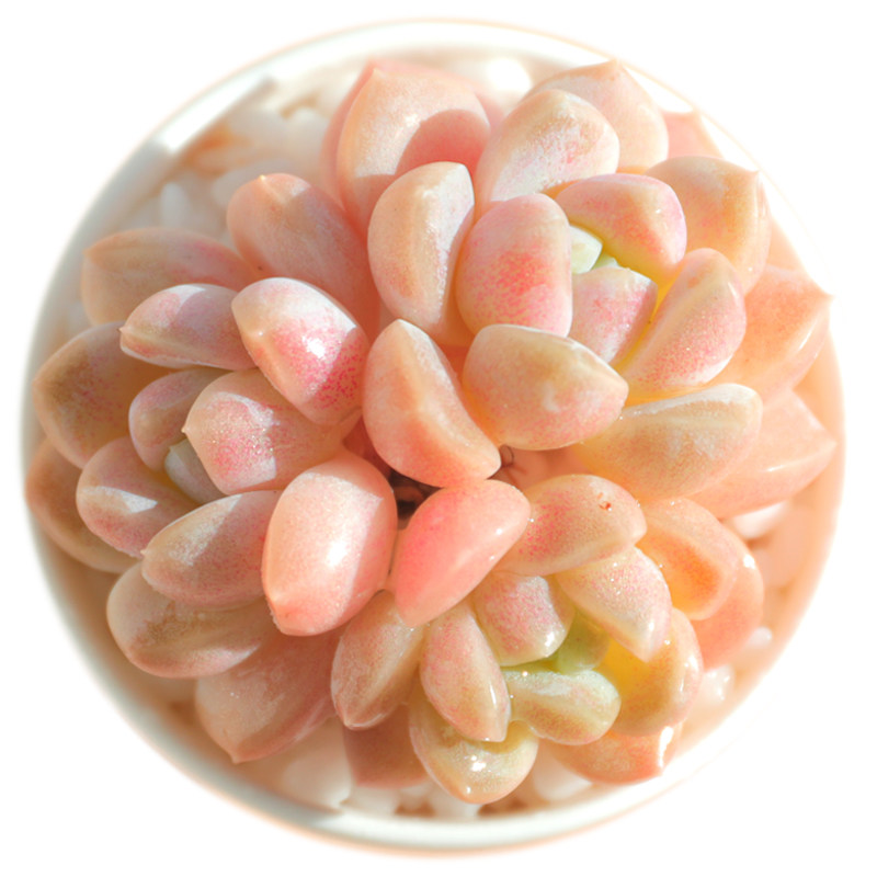 多肉凯灿奶糖超萌植物室内花卉盆栽稀有新手多肉植物