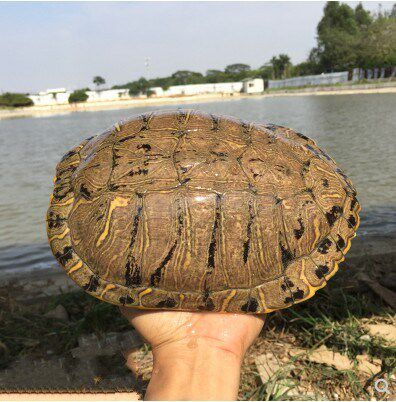 直播选龟大母巴西龟水龟外繁殖种龟活体超大型龟