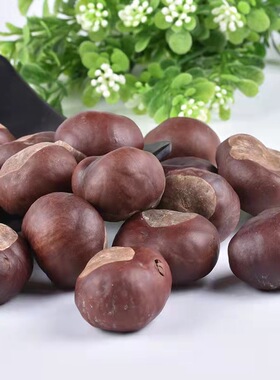 娑罗子梭罗子桫椤果梭罗果500克