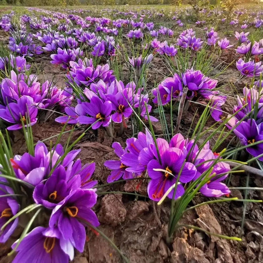 藏红花全株图片 植物图片