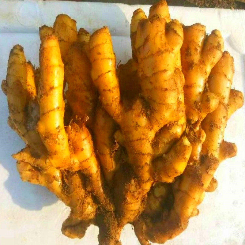 黄姜新鲜生姜撞奶特级精品窖藏老姜山东小黄生姜