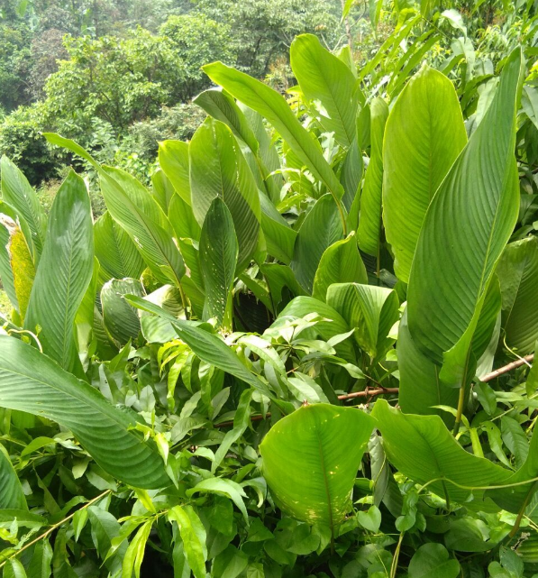 广西粽叶大肉肉粽30张正宗冬柊叶野生农家端午节其它