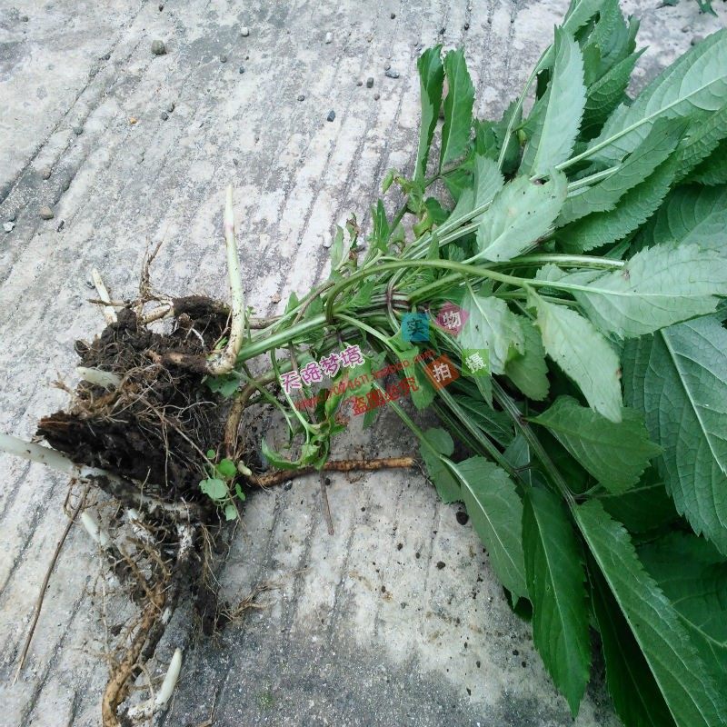 接骨草苗 蒴藋陆英苗 接骨草根 走马风 接骨草苗盆栽野生新鲜药材