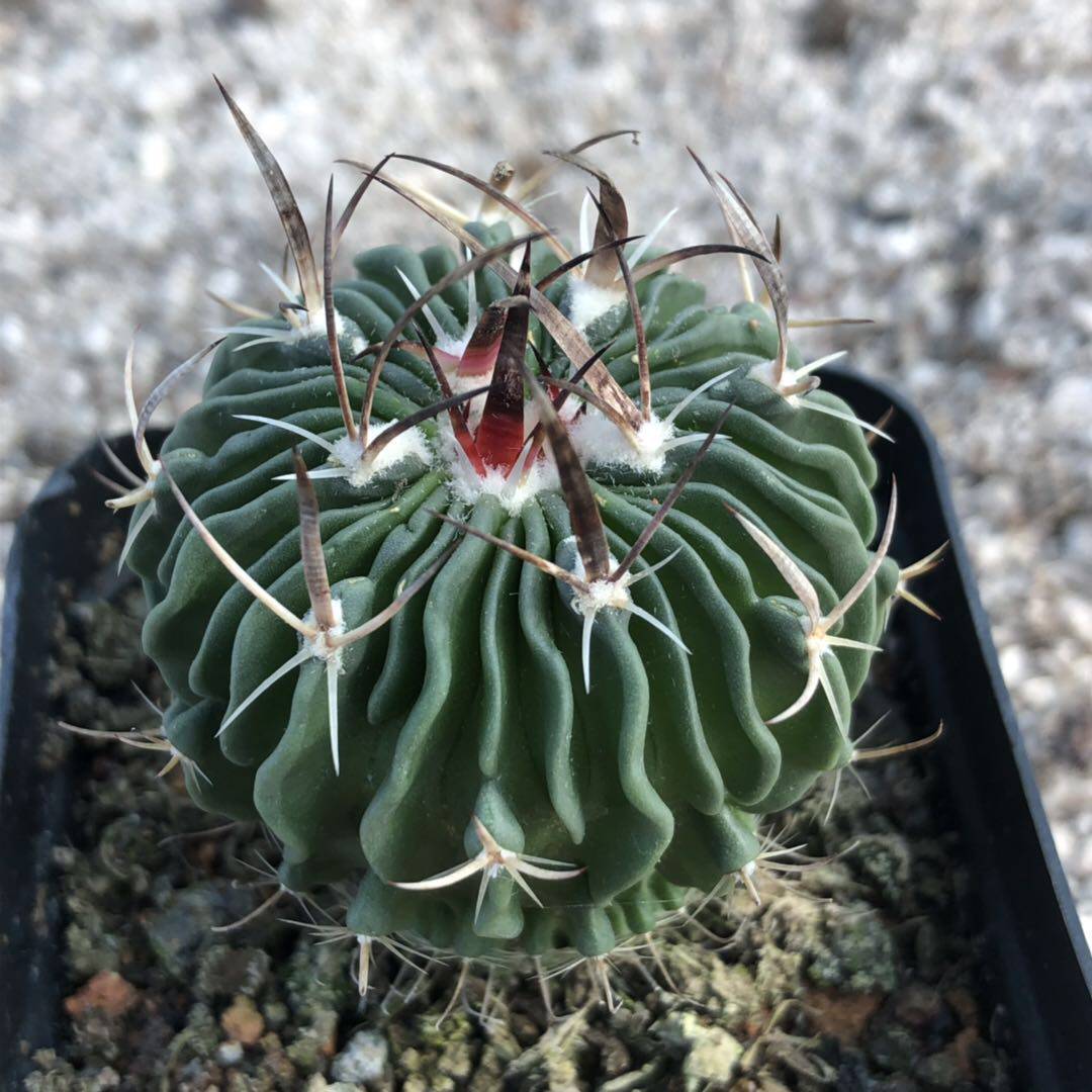 仙人多棱实生开花花球千波万球多植物室内甲醛多肉植物