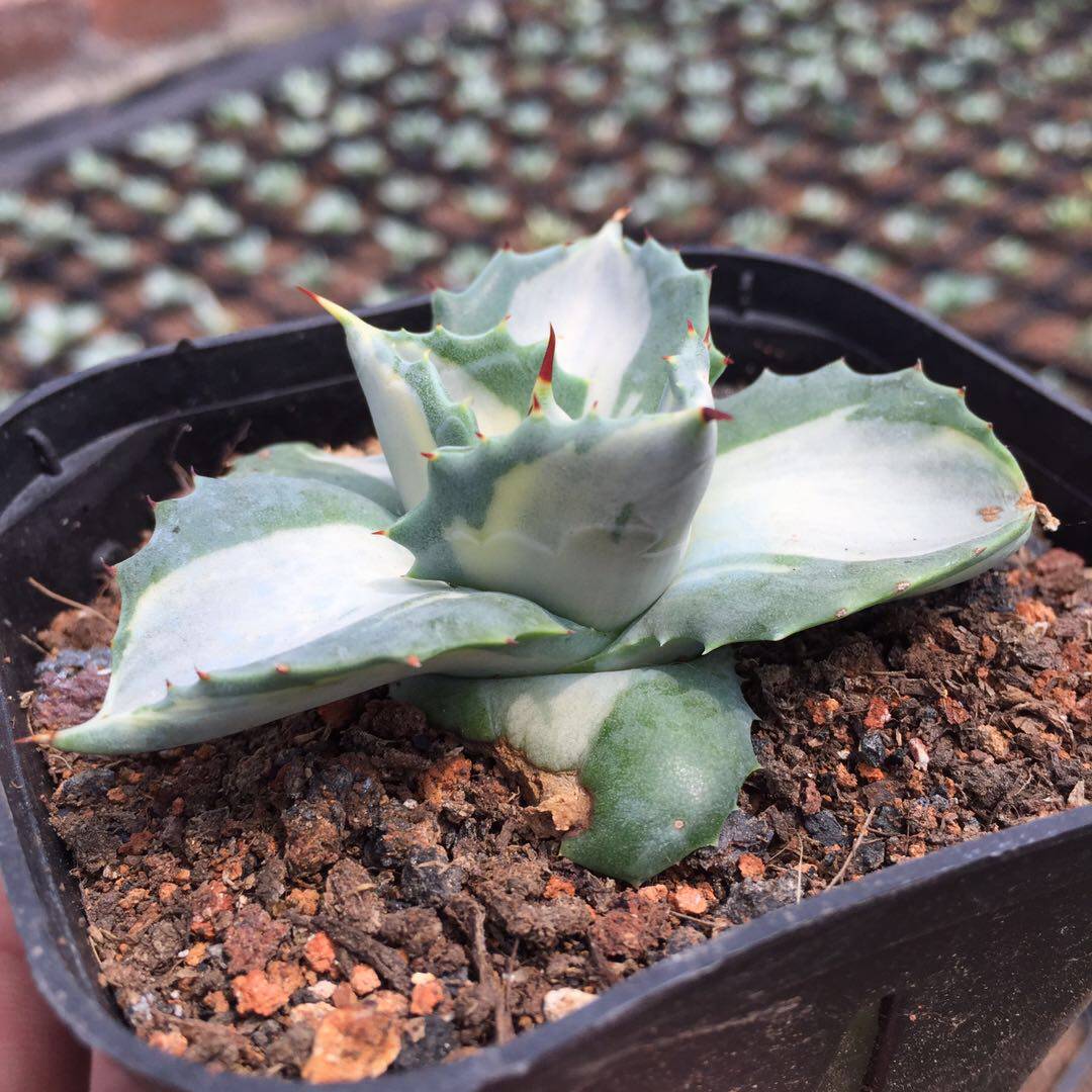 植物王妃雷神白中斑龙舌兰科属多夏种型多肉盆栽多肉植物