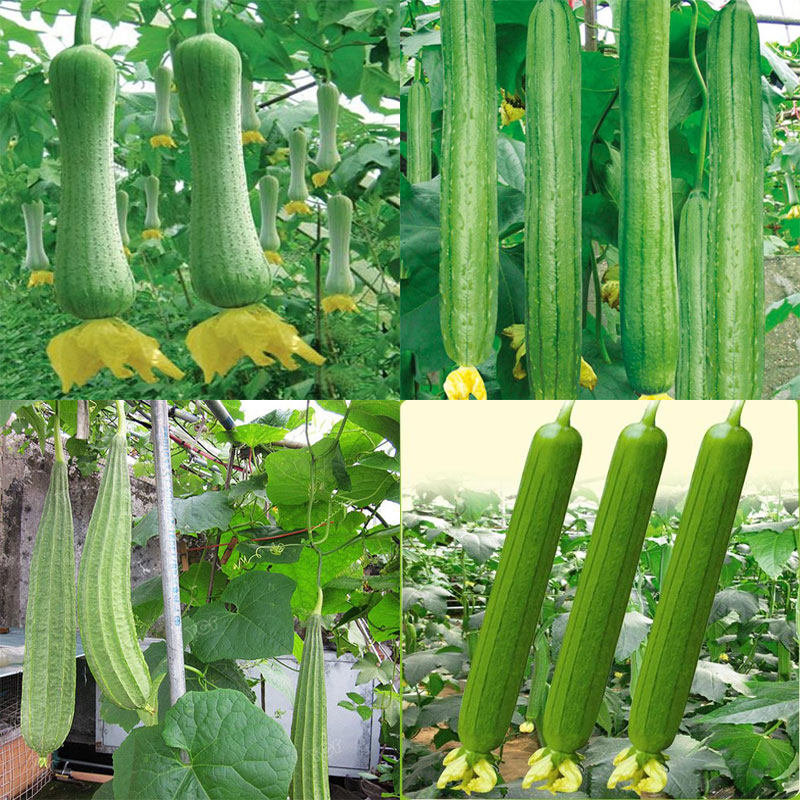 香长瓜蒲菜种蔬菜四季种籽葫芦瓜菜棱肉砍瓜家庭园艺种子
