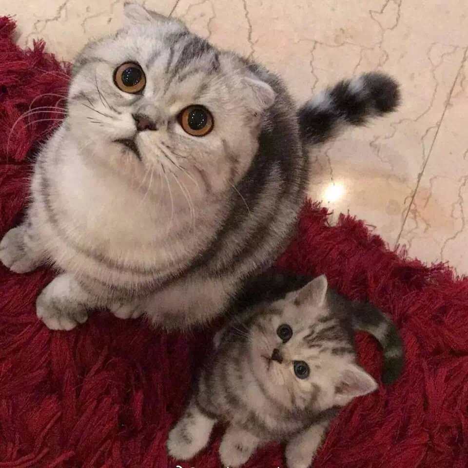 美国纯种美短活体银虎斑加白起司折耳矮脚猫幼猫咪