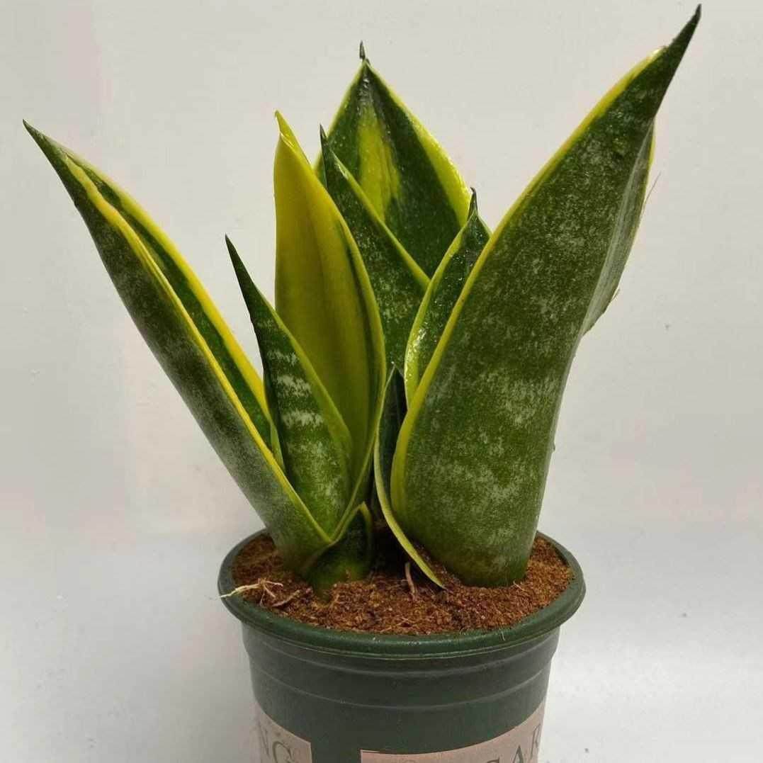 四季绿植好养金兰黄金兰金边品种花卉稀有白玉绿植