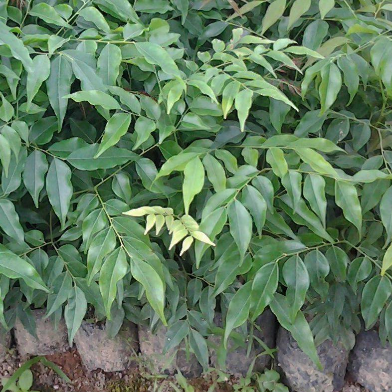 树苗格木铁木斗登凤名贵木材庭院街道行道园林绿化行道树