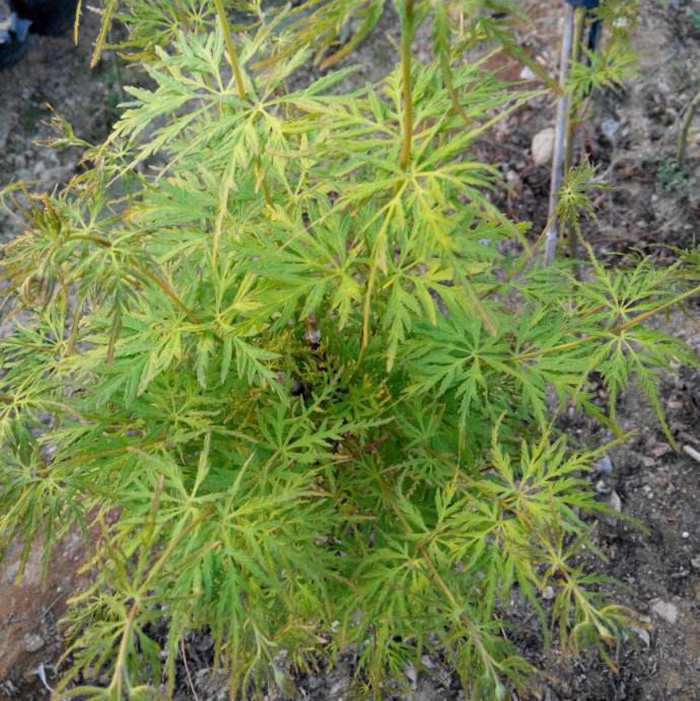 羽毛庭院珍惜植物花卉日本红枫枫树树苗青龙行道树