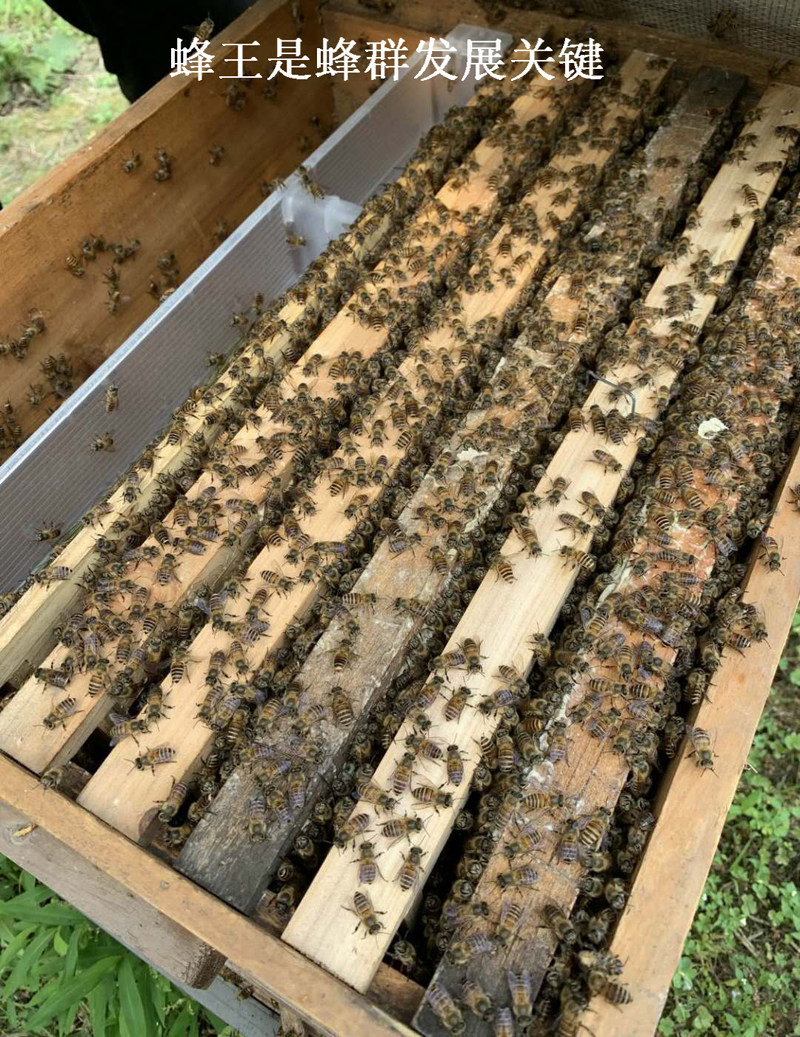 中蜂蜂王种王黑色红环活体高产卵王杂交蜜蜂双色王阿坝开产王峰王