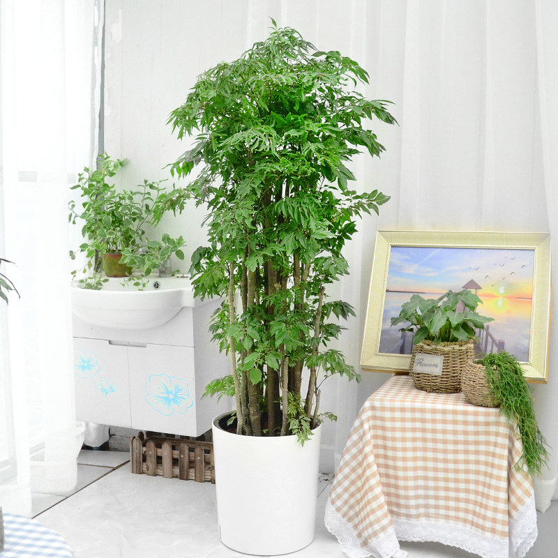 福禄寿羽叶福禄绿植盆栽办公办公室室内大型植物大型绿植