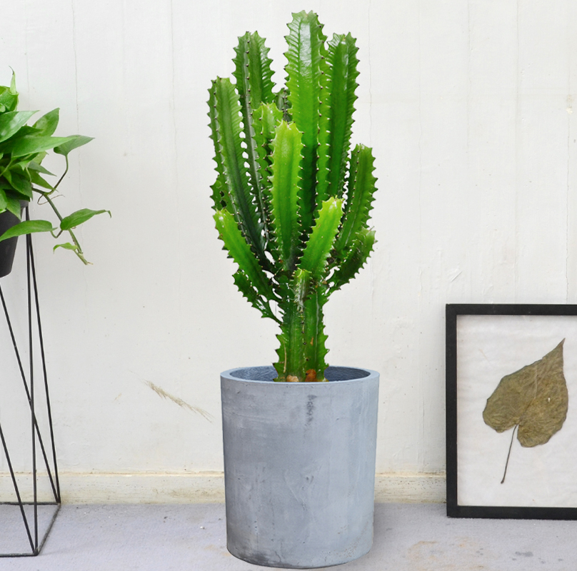 花卉龙骨金叶子同城叶子净化空气成都仙人植物防辐射绿植