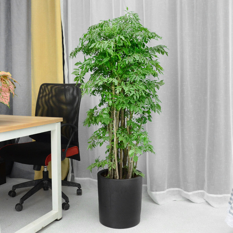 福禄寿羽叶福禄绿植盆栽办公办公室室内大型植物大型绿植