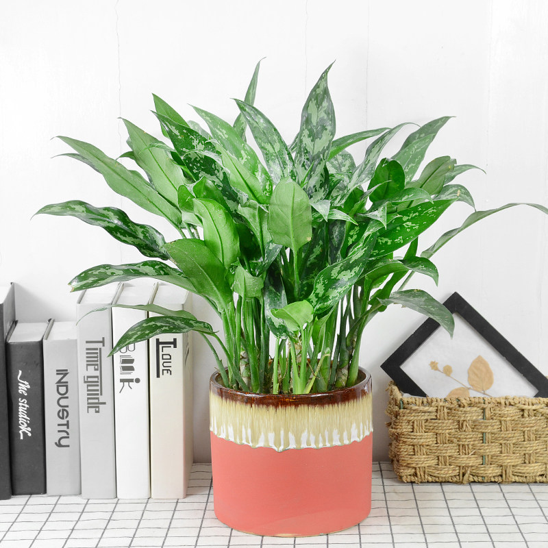 盆栽黑美人绿植办公办公室室内常绿净化空气耐阴观叶植物绿植