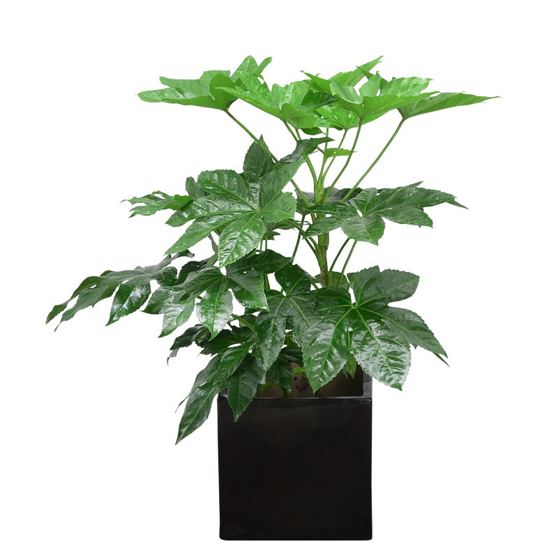 八角金盘耐阴好养成都植物盆栽室内室外花卉绿植