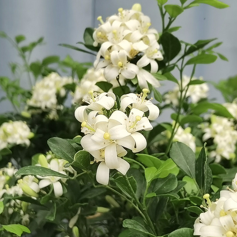 金叶子七里香花卉阳台室内外植物驱蚊千里眼四季盆栽时令草本花卉