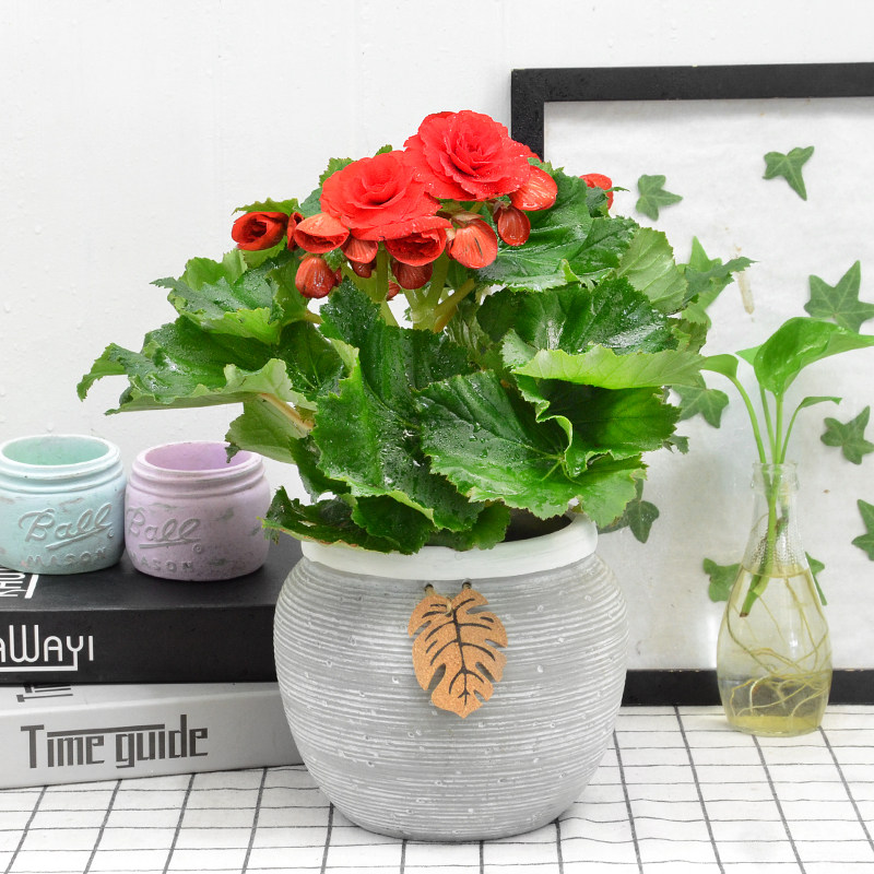 丽格海棠盆栽室内年宵花卉小盆栽-来自店铺【金叶子花卉】