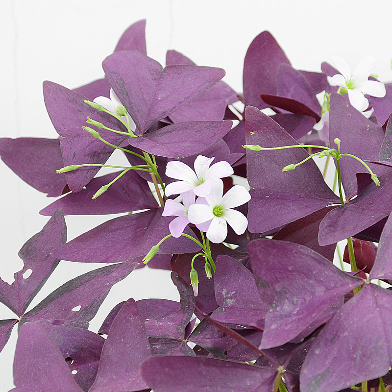 酢浆草幸运草紫色三叶绿植盆栽室内窗台阳台四季开花彩叶植物花卉