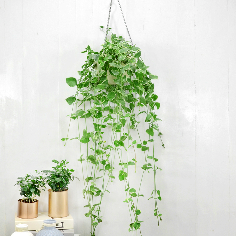 绿植花叶盆景叶盆景盆花窗台阳台室内植物藤本绿植