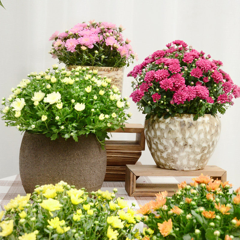 花卉菊花绿植盆栽阳台庭院观赏开花植物时令时令草本花卉