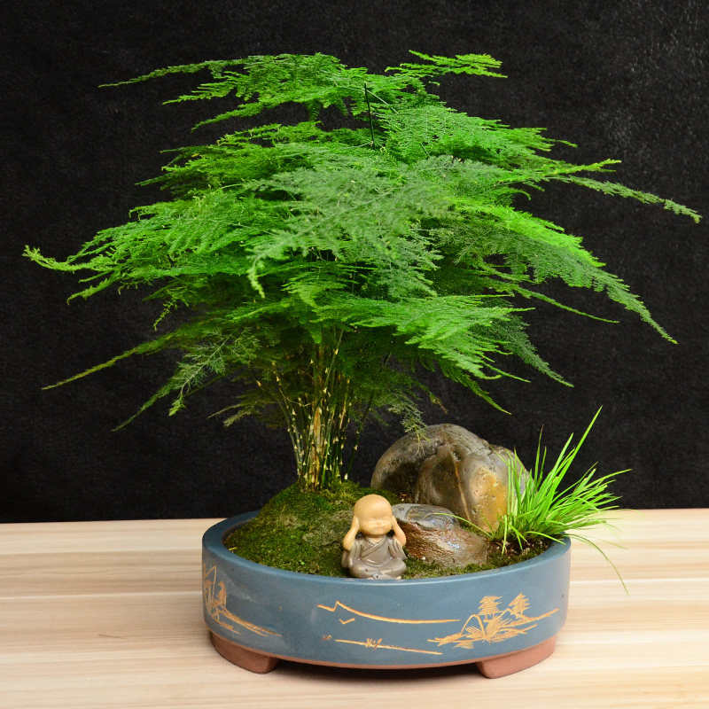 禅意文竹绿植盆栽迷你植物书房办公办公室室内造型盆景