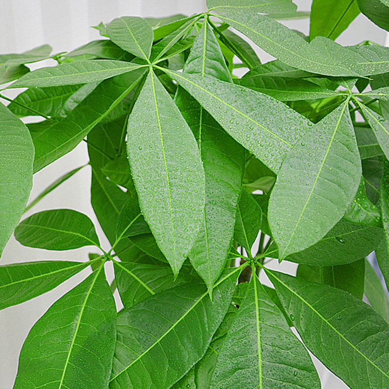 发财树叶子金叶子绿植盆栽三株叶盆栽客厅观室内步步高大型绿植