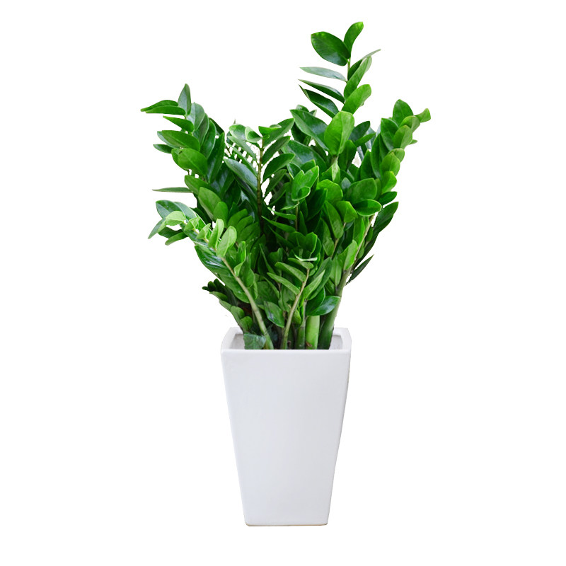 金钱树 陶瓷盆装成都植物室内常绿盆栽耐阴花卉