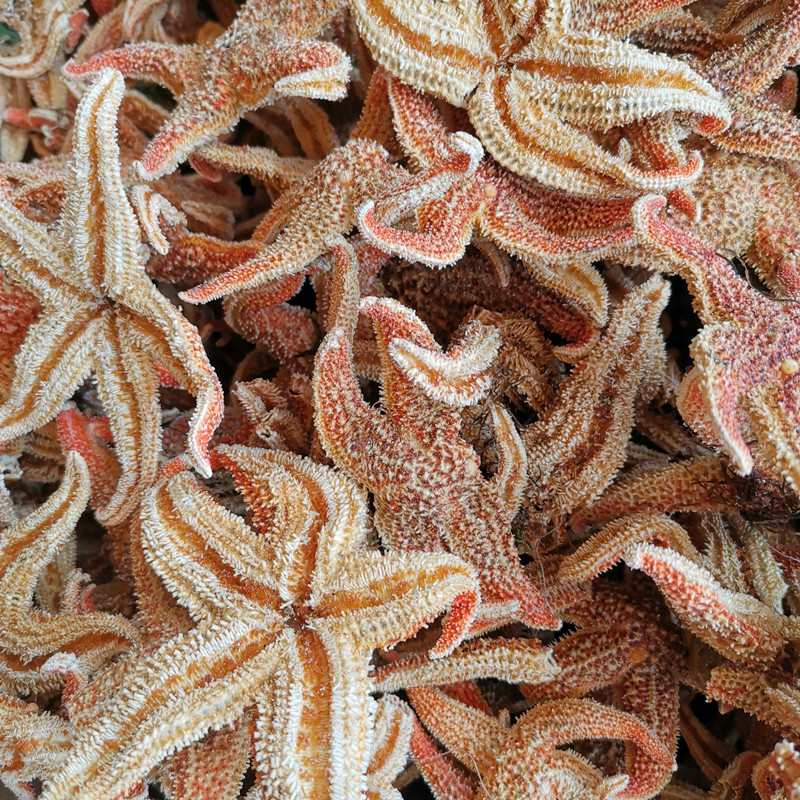 海星泡酒中药材海盘干货500g包邮滋补煲汤其他药食同源食品