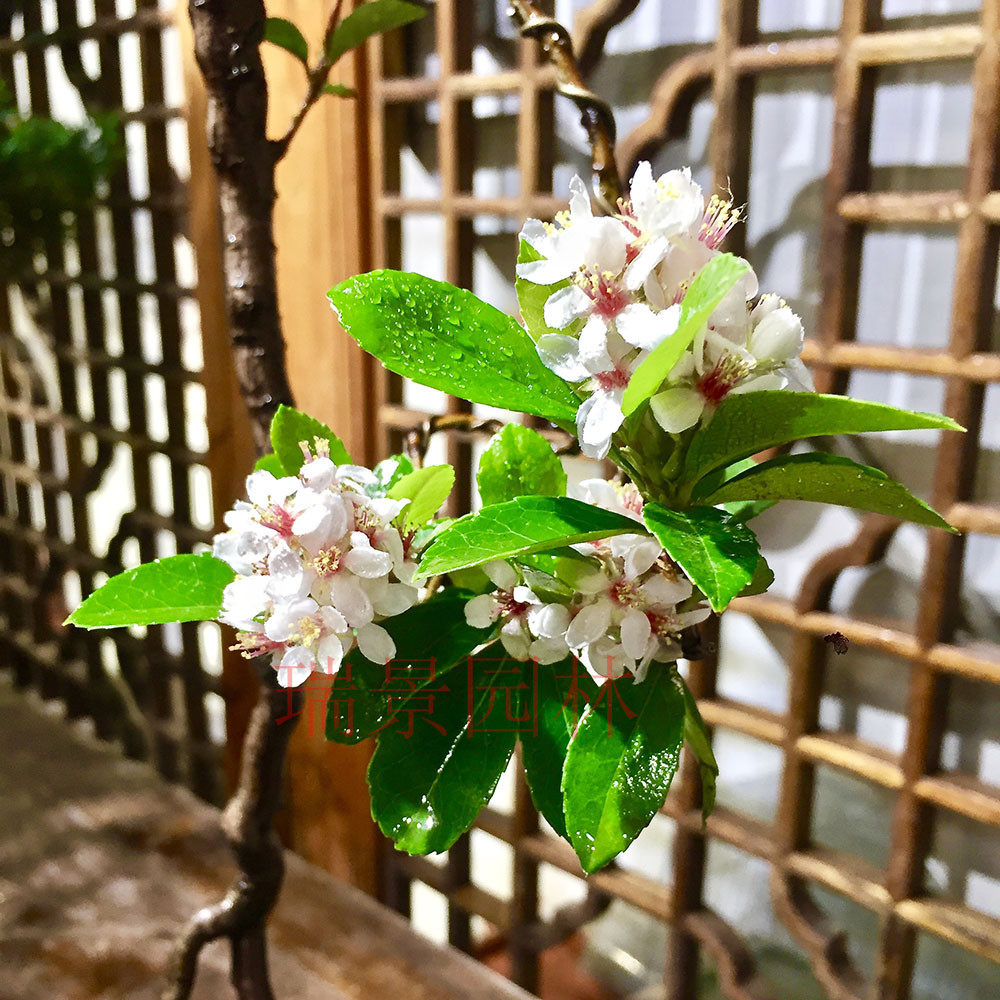 春花车轮庭院绿化绿植树苗四季常绿石斑木当年行道树