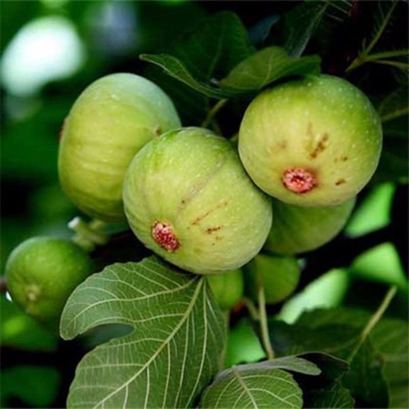 无花果中农寒优无花果苗抗寒北方耐寒a1213树苗果树