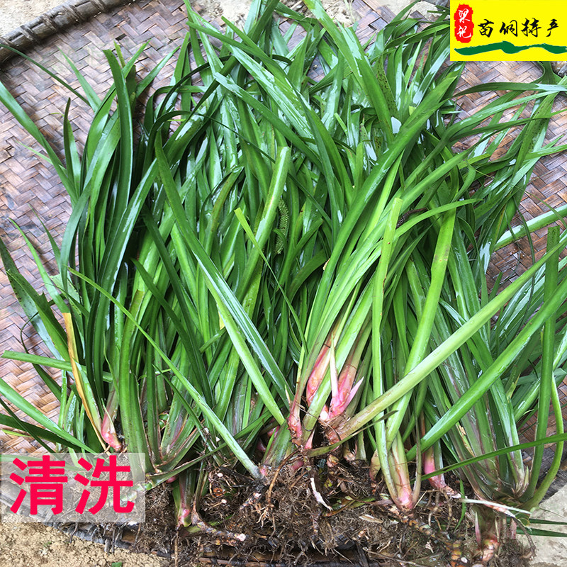 贵州新鲜五香香草三奈山赖茴香菖蒲牛肉火锅去腥花椒
