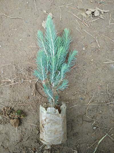 美国蓝杉树苗科罗拉多蓝杉小苗北美云杉庭院室内盆栽盆景绿植