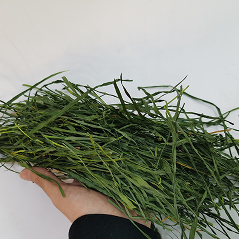 黑猫兔草宠物猪草荷兰兔子烘干猫家热风兔兔兔兔干草