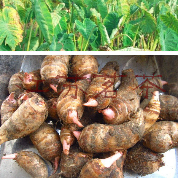 正宗金坛建昌红香芋芋头芋艿礼盒装农产品纯天然绿色送健康6斤