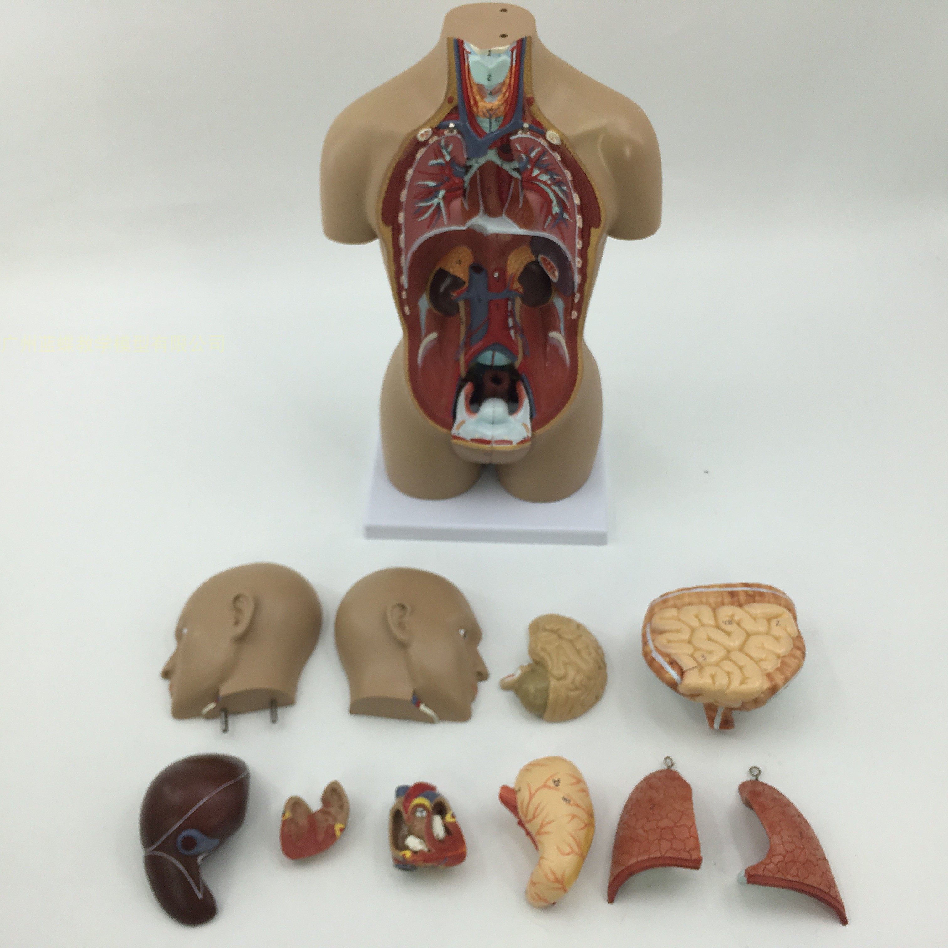 教学仿真小躯干模型50cm人体解剖医学12部件内脏器官心脏医患标本