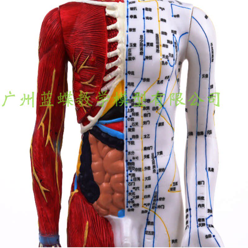 人体穴位模型反射区经络按摩男女女超清晰针灸其他模型玩具