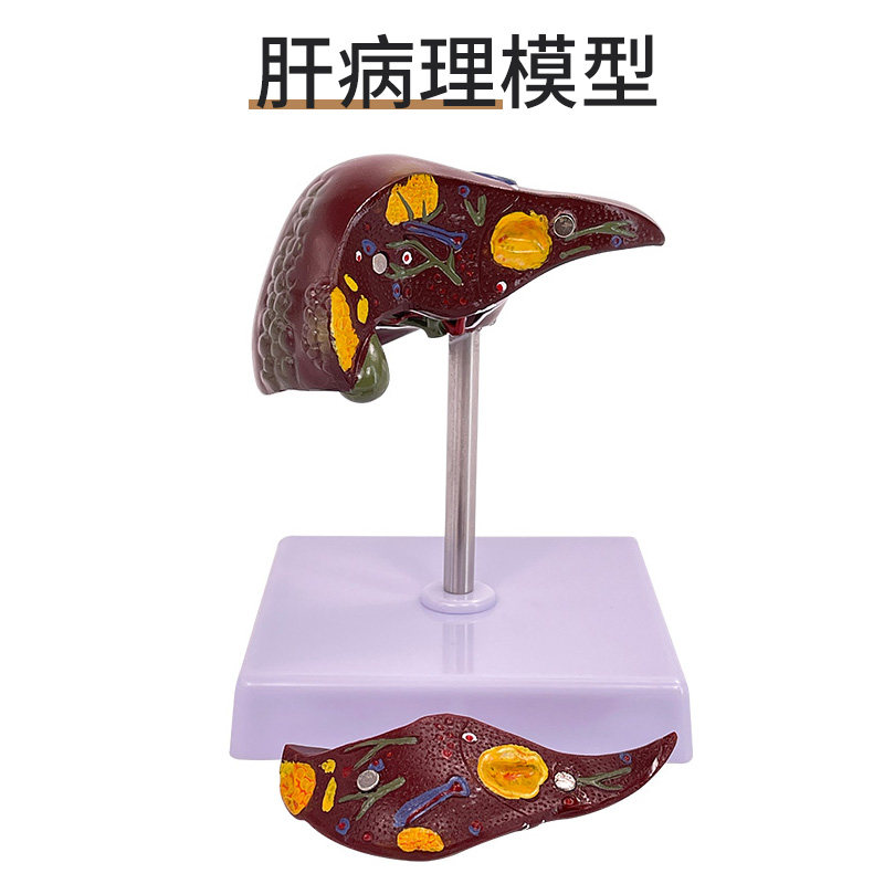 模型人体正常结构肝脏内脏解剖医学教具其他模型玩具