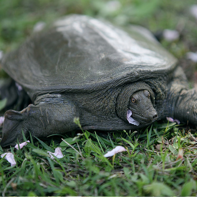 清溪花鳖绿牌稻田放养3年以上无公害甲鱼水鱼团鱼鲜活鳖1516斤