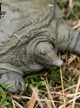 清溪花鳖银牌野外放养有机活大甲鱼