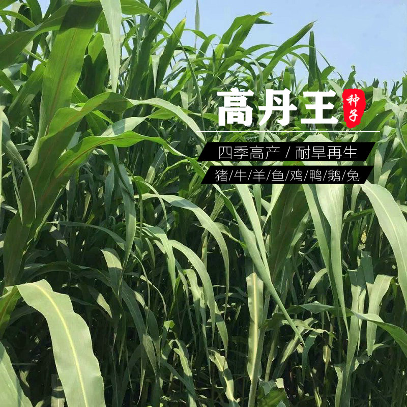 大力士甜高粱牧草高丹王养殖草种子