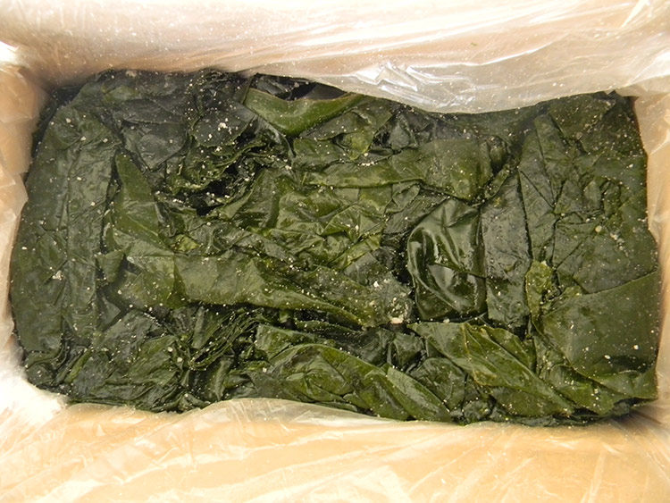 客聚新鲜盐渍海带5斤荣成昆布薄边凉拌天然海带