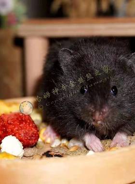 家养丑萌温顺黑熊精长毛西施金丝熊