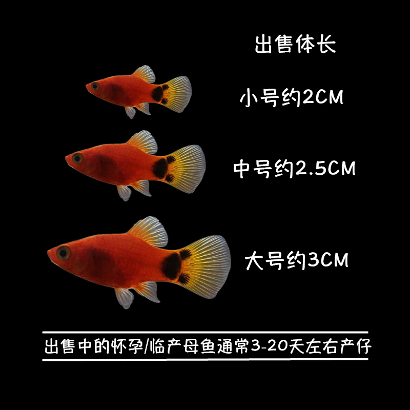 米奇鱼怀胎生鱼孕鱼大号会生小鱼宝宝的鱼热带观赏鱼小型淡水好养