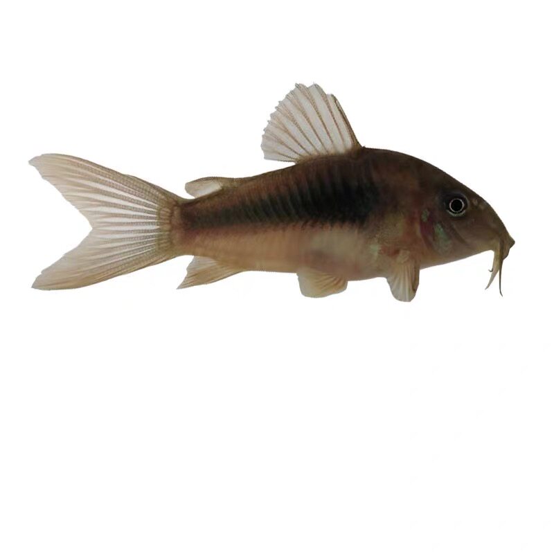 老鼠除去绿藻工具垃圾粪便观赏小型淡水好养鱼