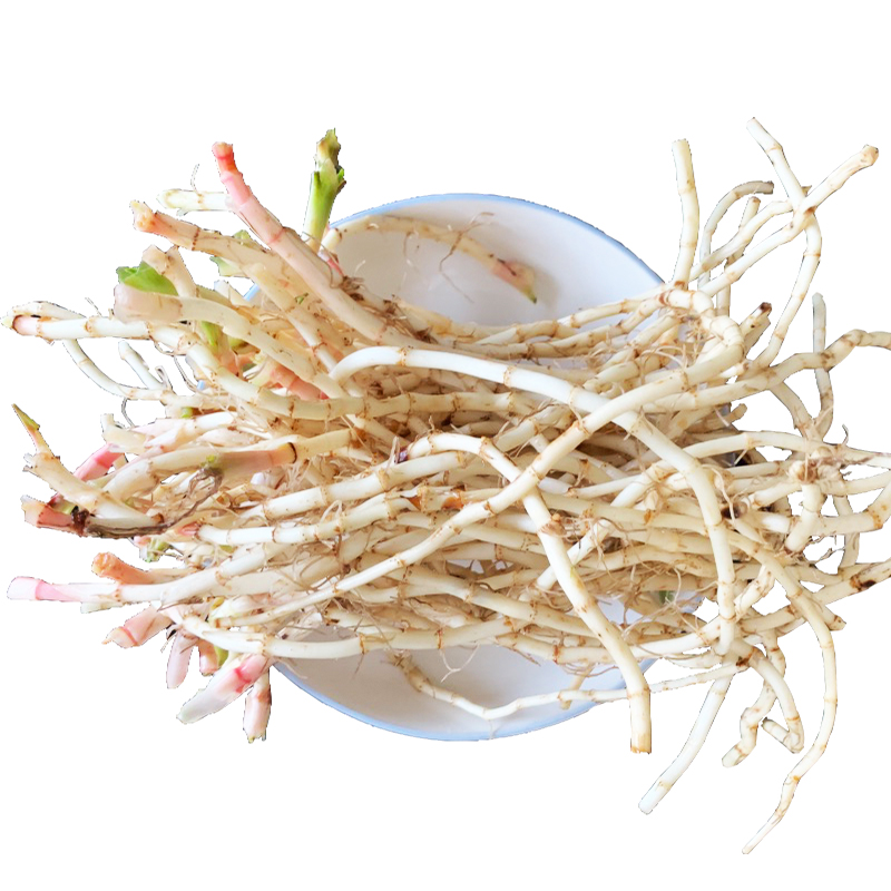 鱼腥草新鲜贵州折耳根带叶子5斤凉拌四川特产野生嫩芽 节节草包邮