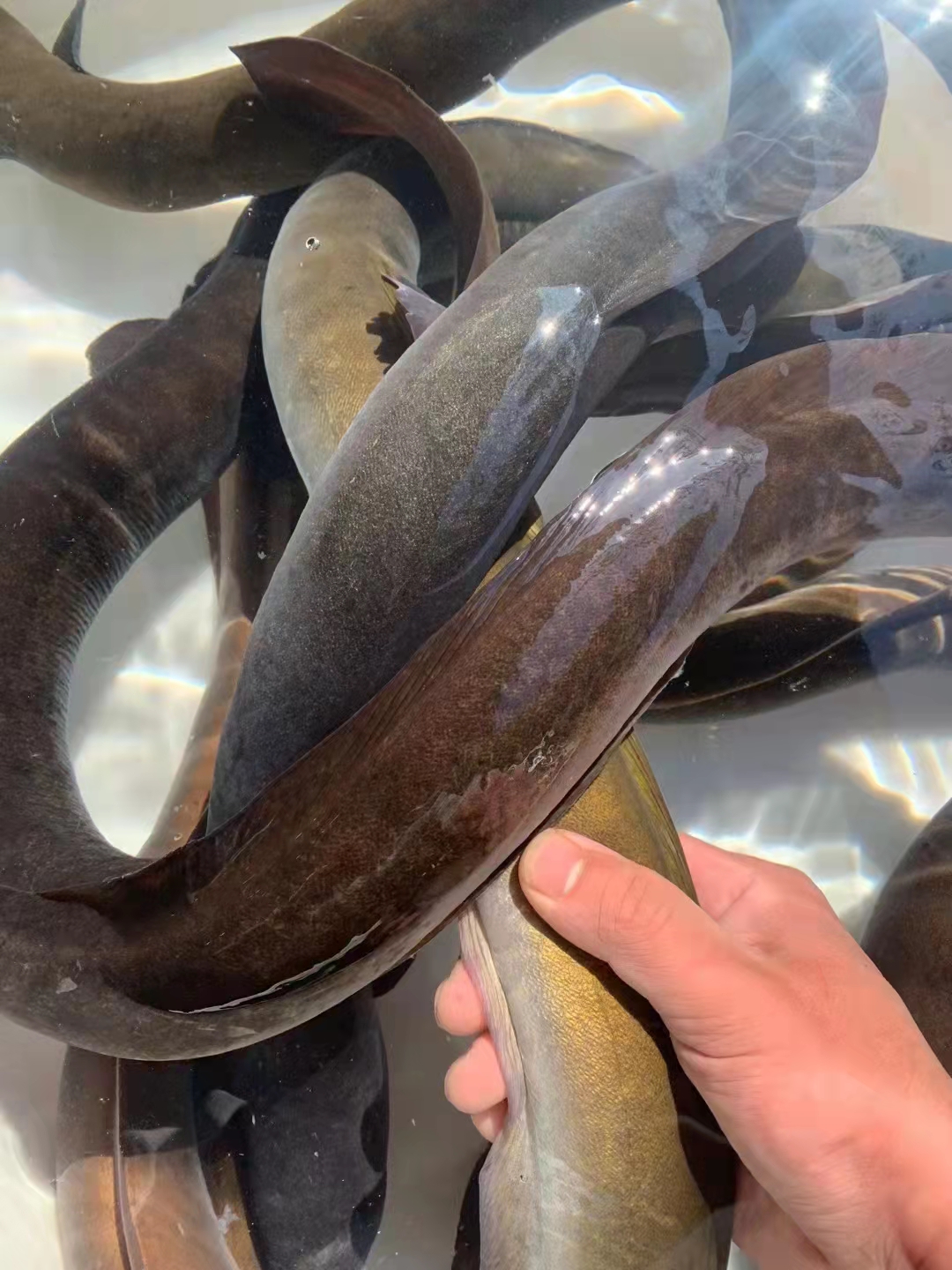 鳗鱼河新鲜鱼鲜鱼鲜活鱼类鳗白新鲜鳗鲡河白鳗河活体淡水鱼类